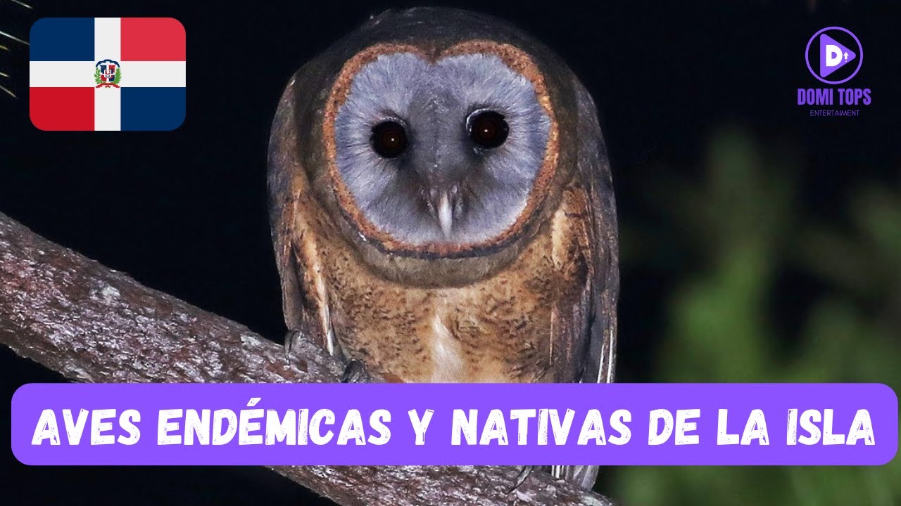 TOP 10 AVES END&Eacute;MICAS Y NATIVAS DE REP&Uacute;BLICA DOMINICANA