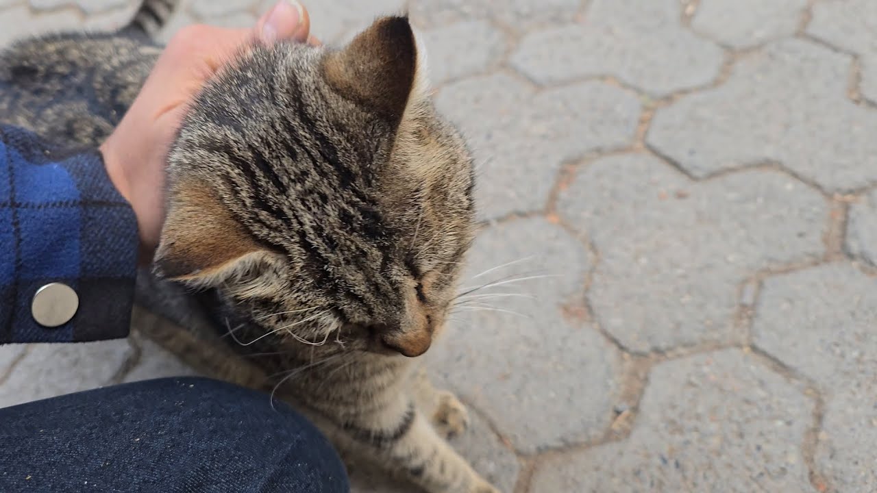 Hungry Street Cats Came Together for Food 🐱🍗 | Feeding Stray Cats