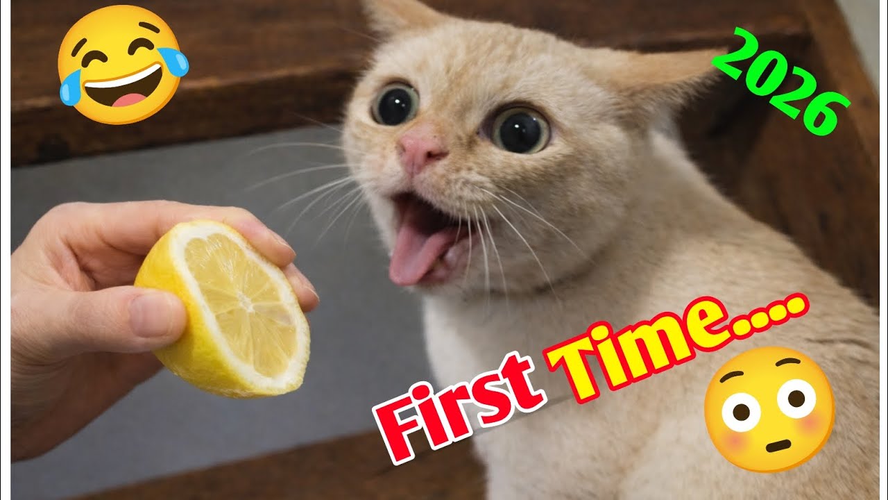 Funny Cats and Dogs video that laughing People 🤣 Funny Cats movements 😺