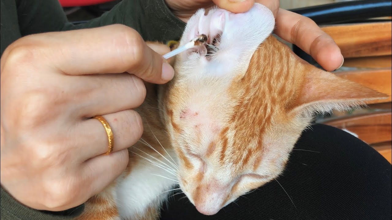 Grooming my Kittens Compilation | Cat Ear Clean