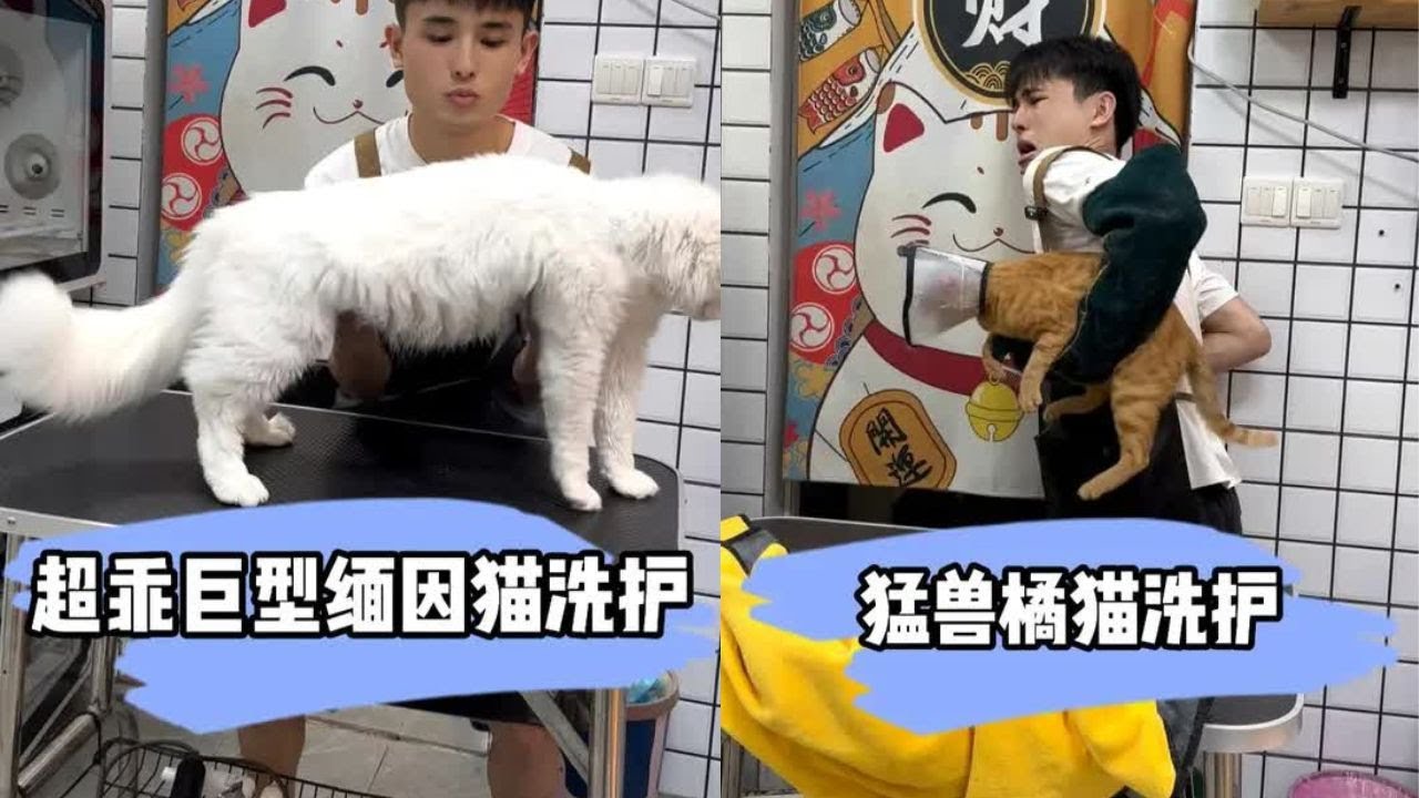 上天在赐予我一些这样子的猫吧 简直就是梦中情猫 实在太乖了 #貓咪洗澡 #上門洗貓 #寵物 #萌寵 #洗澡 #貓咪