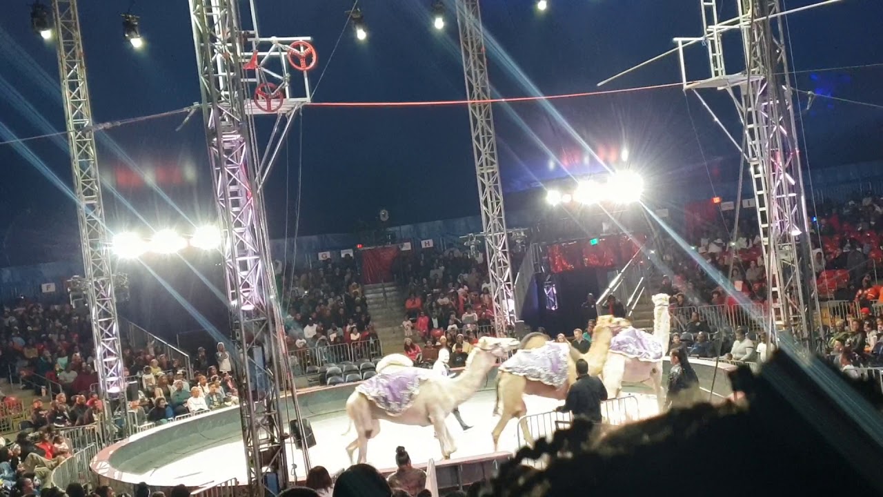 Live from the UniverSOUL Circus!! (Camel Act)