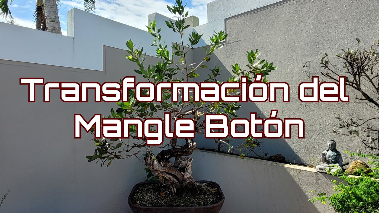 Transformación de Mangle Botón – Amabi Bonsai Tropical Puerto Rico