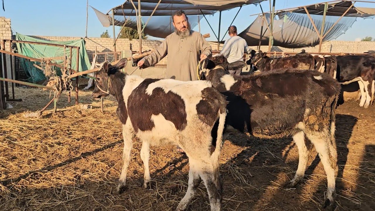 الشيخ اشرف رميح يعود من جديد بمفاجاة شديدة في الاسعار والسلالات النهارده كله هياكل عيش