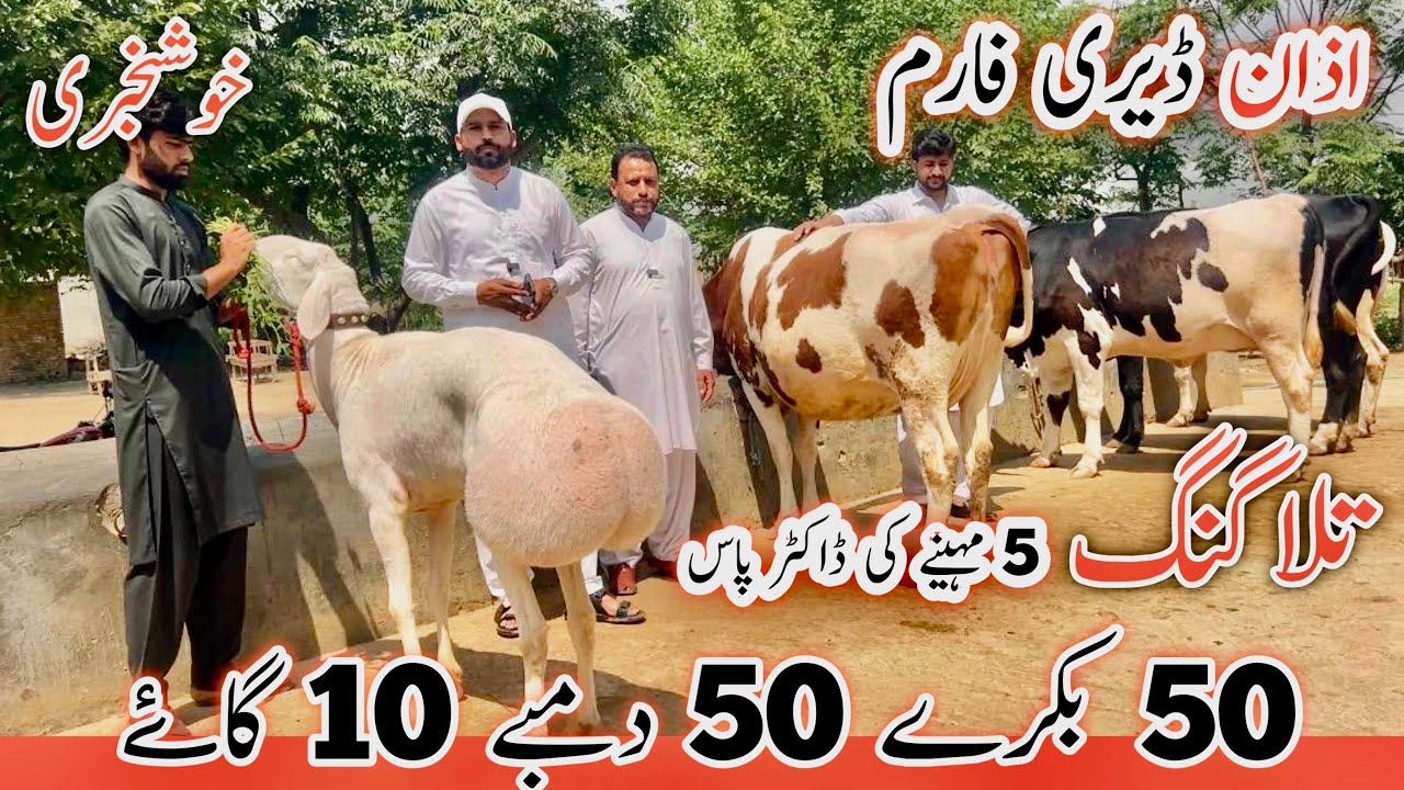 Azan Dairy Farm | Pakistan Ka Zabardast Farm 🔥 | 50 Bakre 50 Sheep 10 Cows