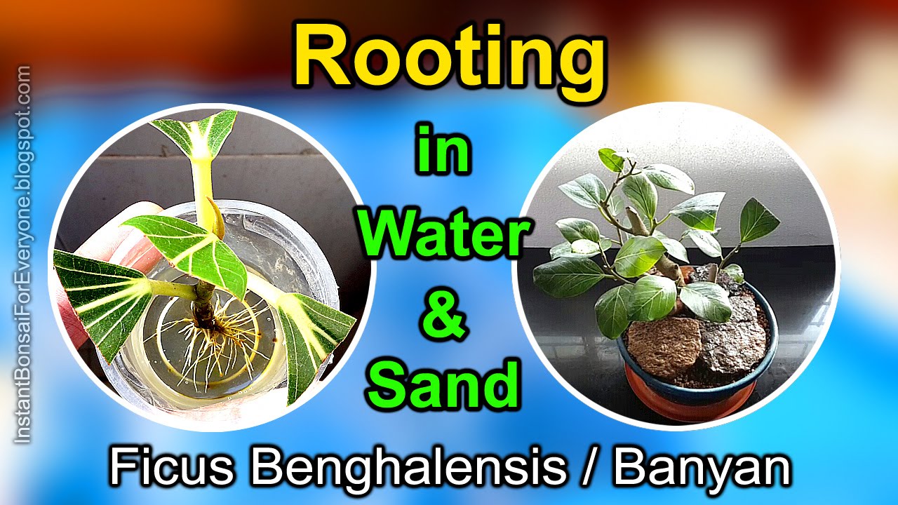 Cuttings Of Banyan Tree Rooting In Water & Sand - Subtitles Available