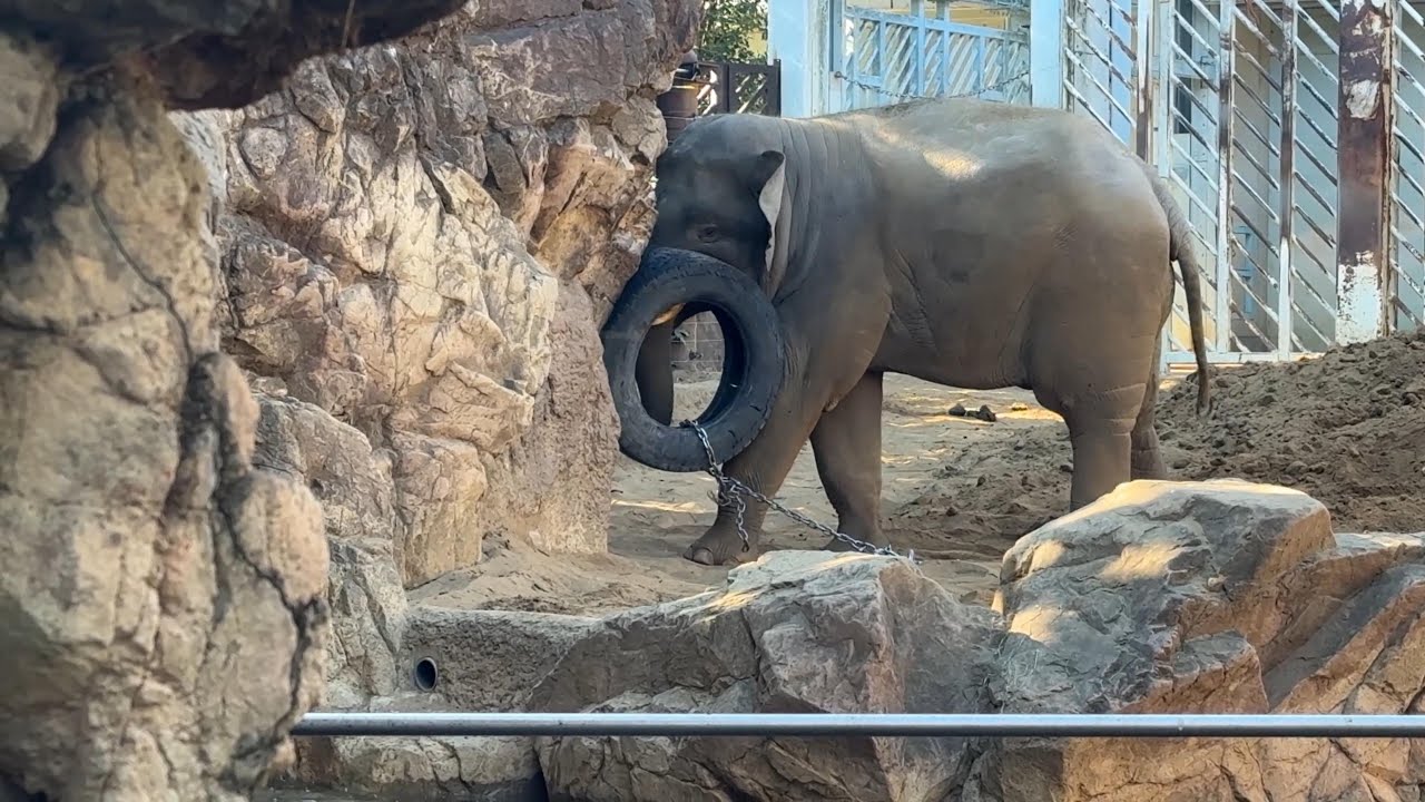 サイドウォールの傷が目立つタイヤくん【‎2026年1月24日‎】【上野動物園】アジアゾウ