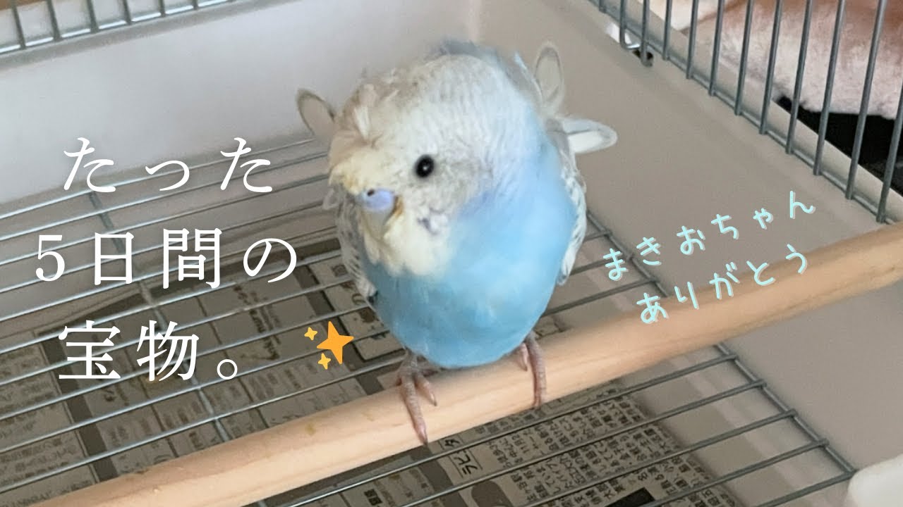 忘れないよ✨5日間でそっと旅立った小鳥と過ごした小さな記録