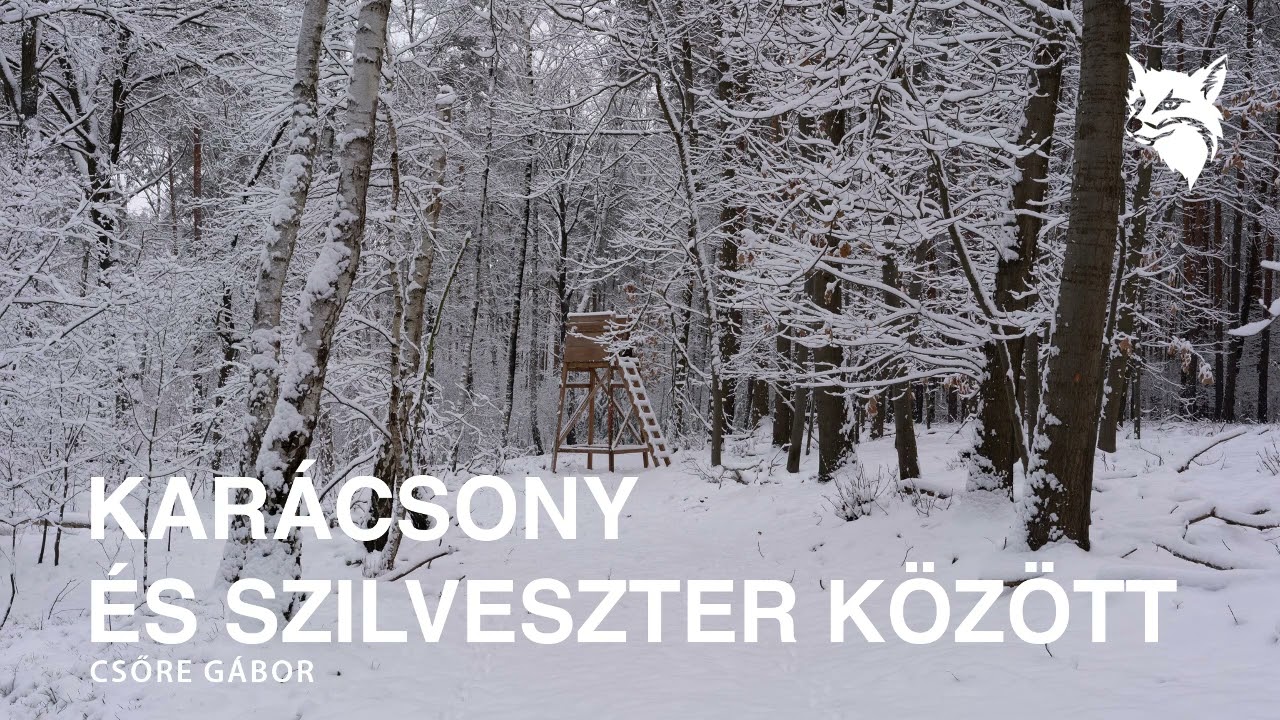 🎄 Fekete István: Karácsony és Szilveszter között – Újévi adás Csőre Gáborral 🍾