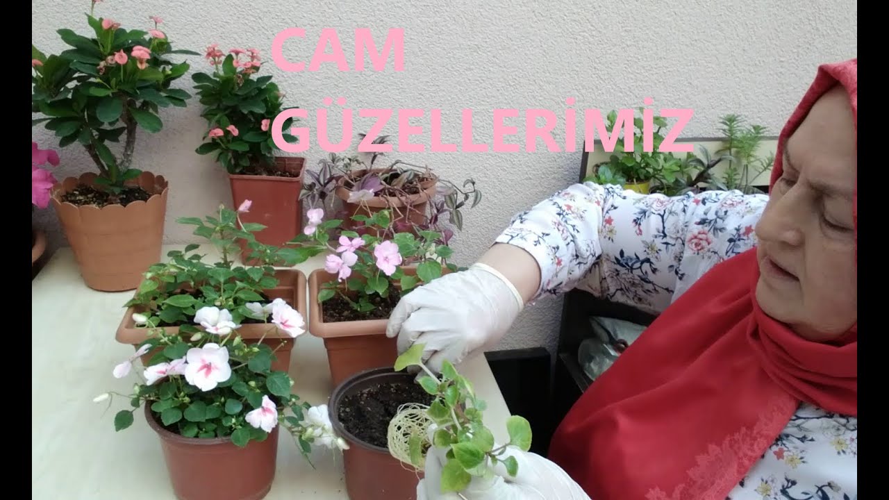 GÜZELLER GÜZELİ CAM GÜZELLERİMİZİN TOHUMUNDAN DOĞUŞU İLE YETİŞKİN HALE GELİŞİNİN HAYAT HİKAYESİ.