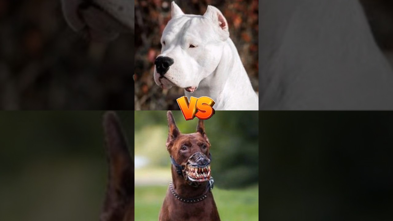 dogo Argentina VS Doberman.                German shepherd VS Cone Corso