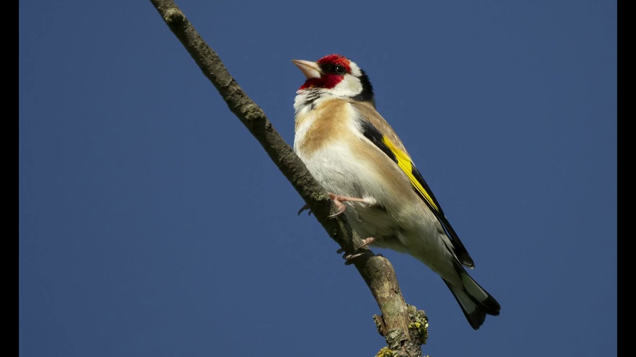 Chant Chardonneret Coupleur Sauvage.