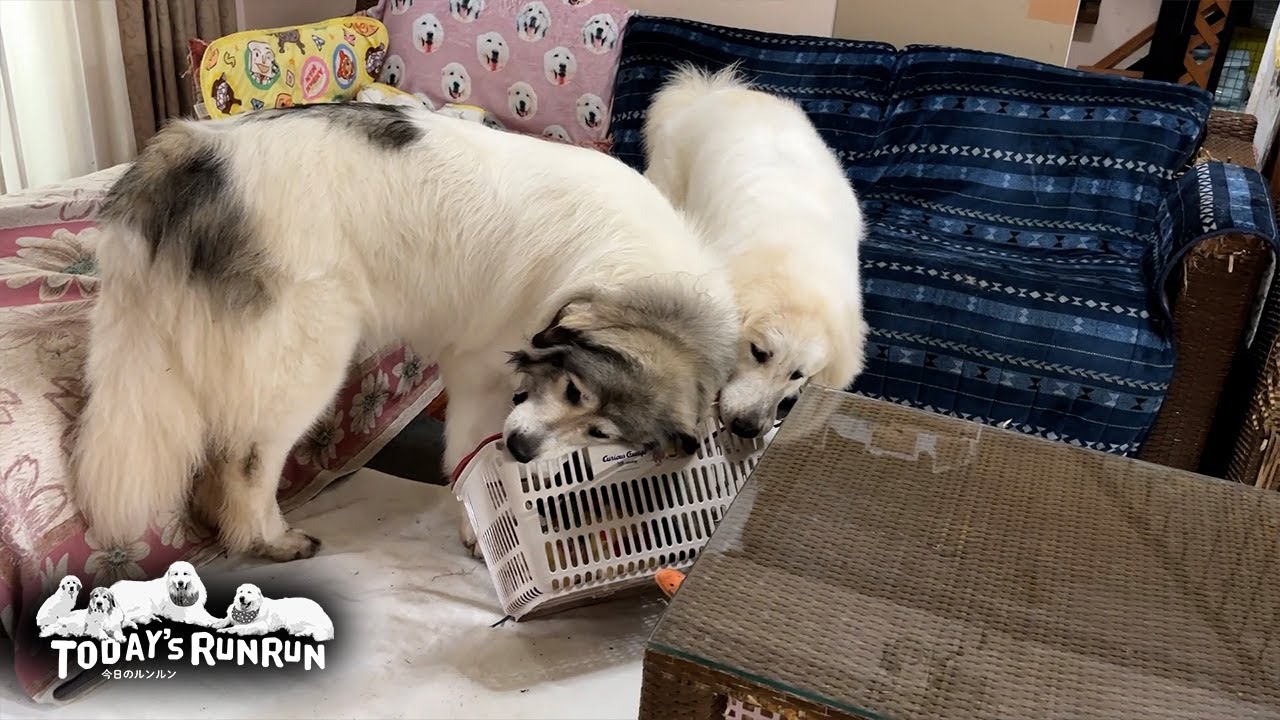 新しいカゴをいただいたので、早速壊しにかかるベルとリリーです　Great Pyrenees　グレートピレニーズ