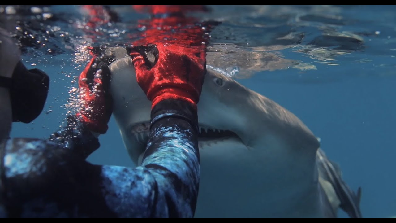What's shark diving like? Here's your answer!