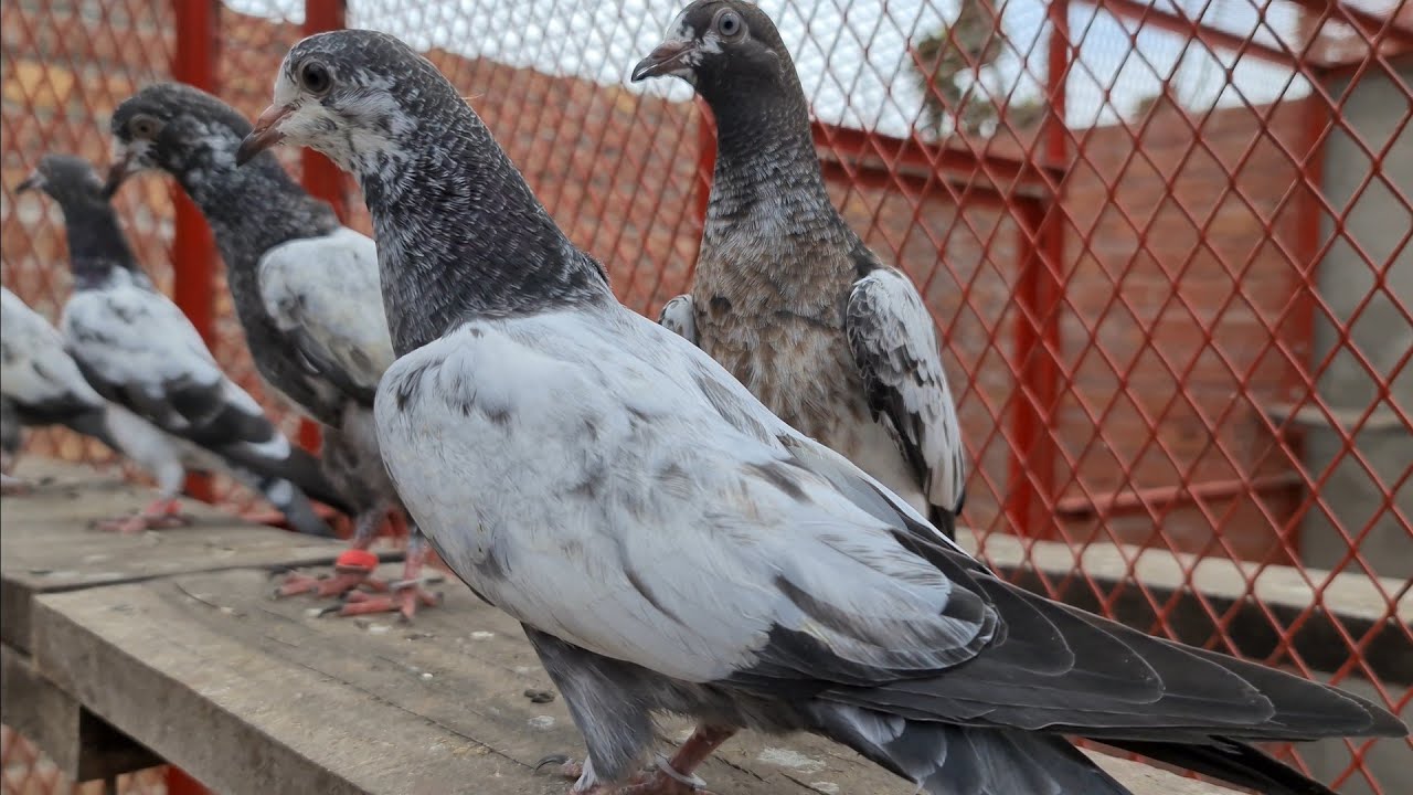 Teddy Baby Pigeons | Ch Sakhi Muhammad Bhatti