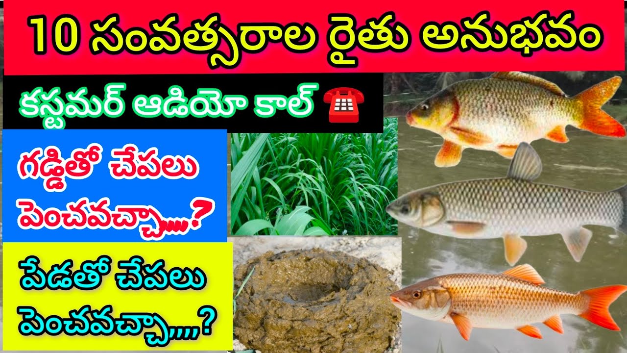 What is the correct way of rapid rise fish growth
