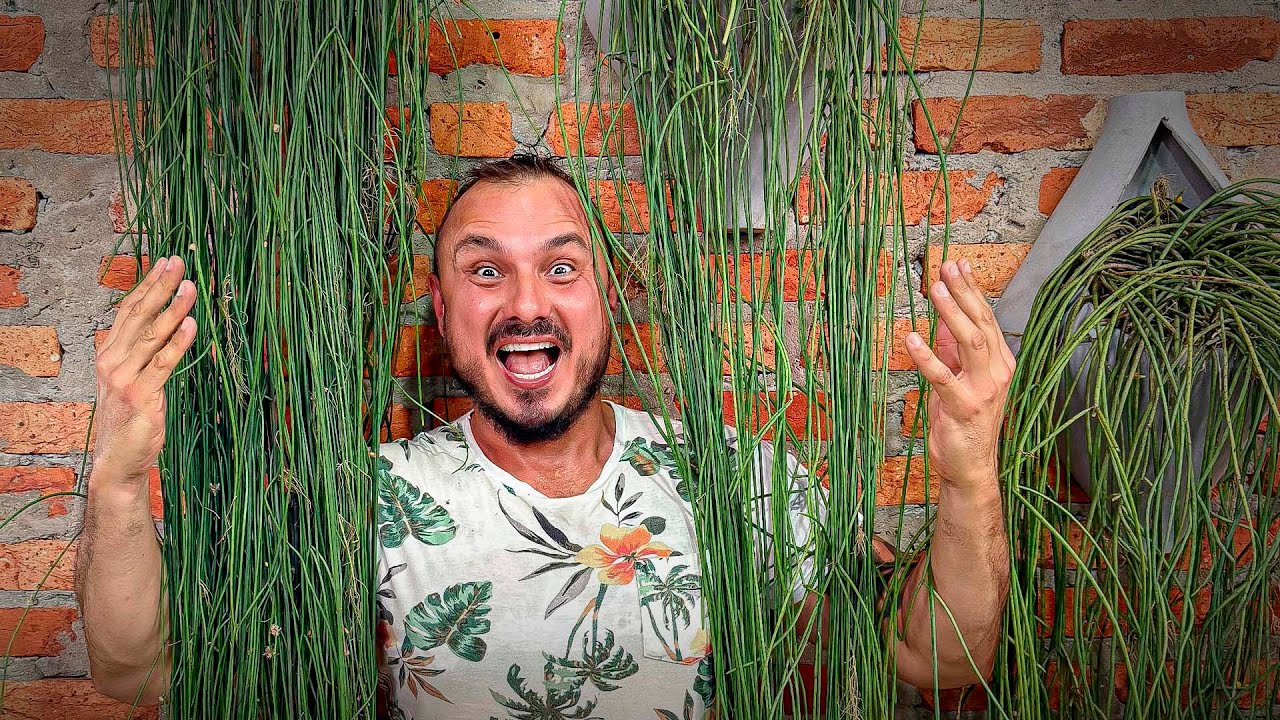 Você Vai QUERER TER Todas! 3 RHIPSALIS Que São Paixão Nacional