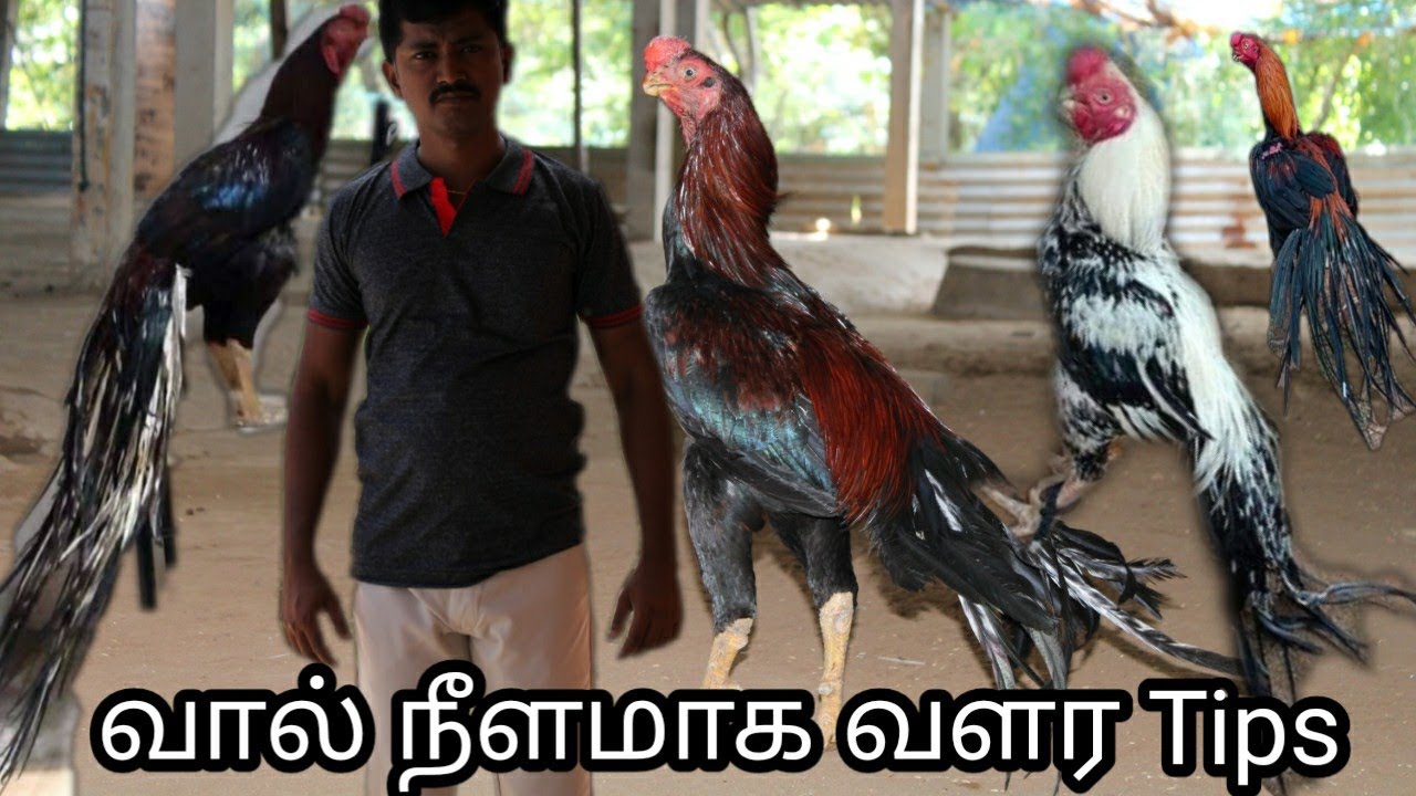 சேவல் வால் நீளமாக வளர ஒரு சில tips