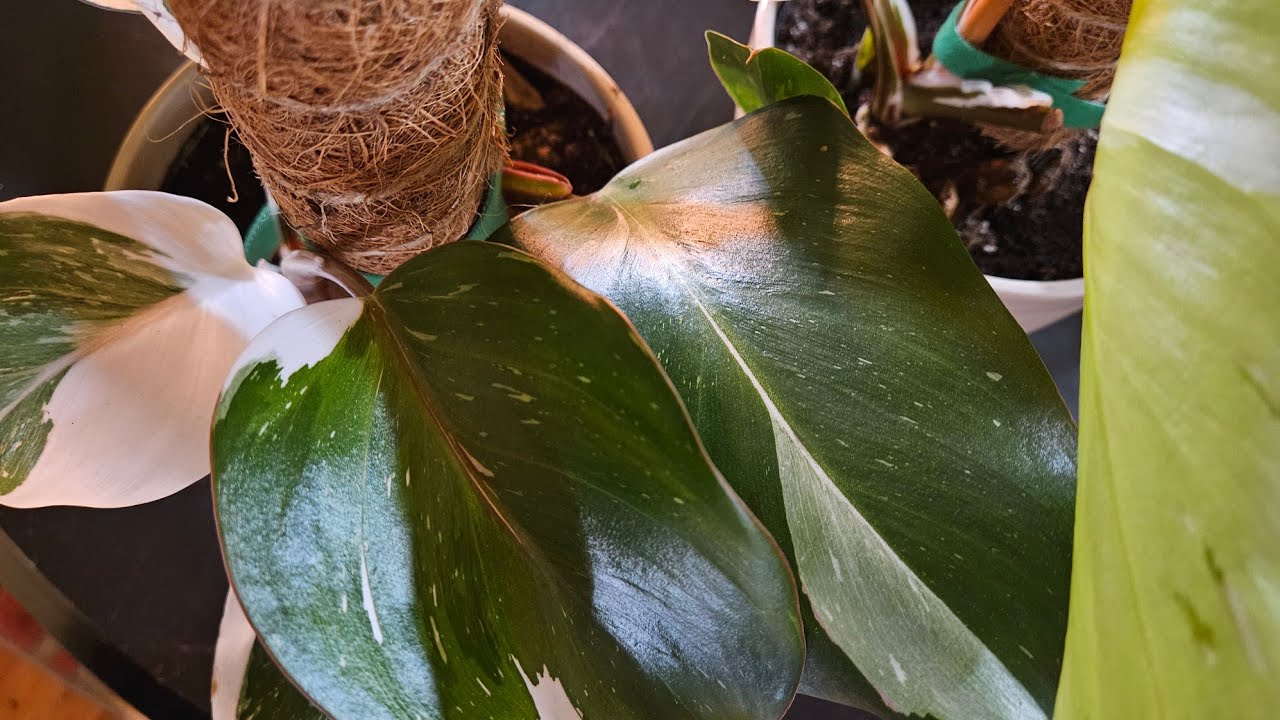 Пересадка филодендрона "Белый рыцарь" 