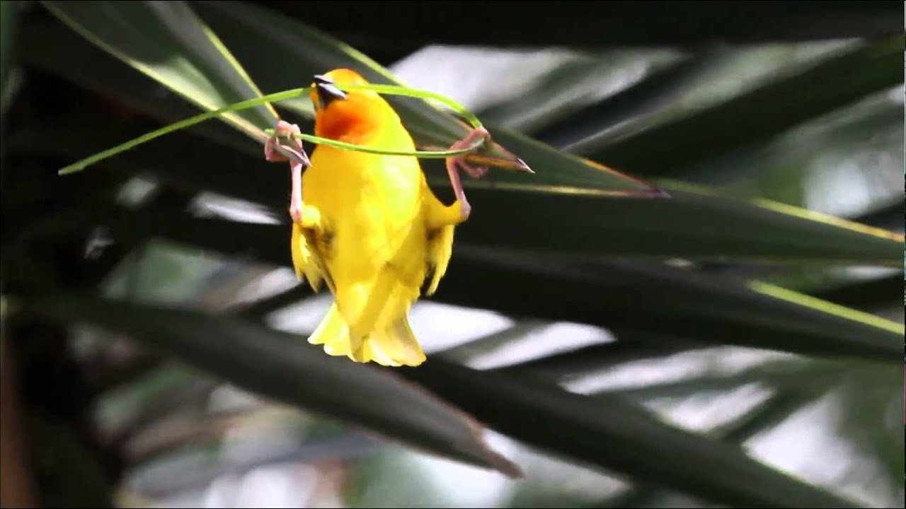 Paruline jaune