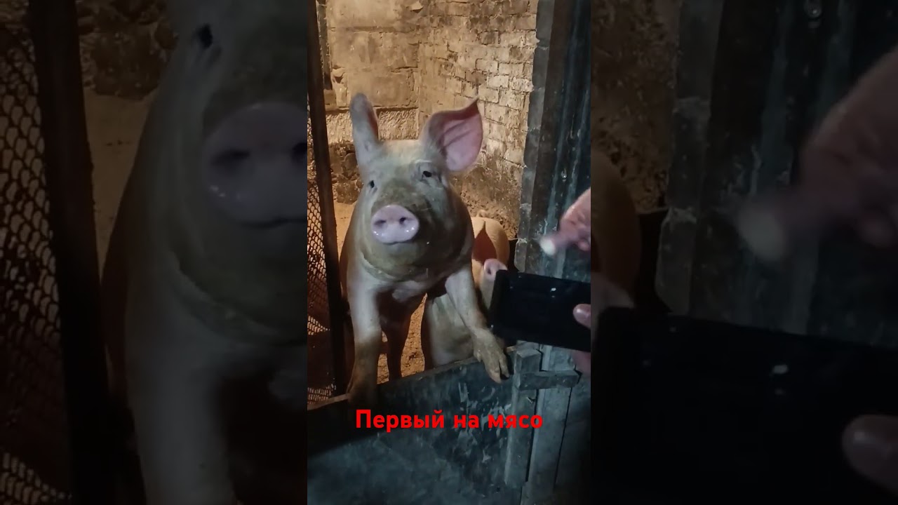 Этот первый на мясо пойдёт 😅 