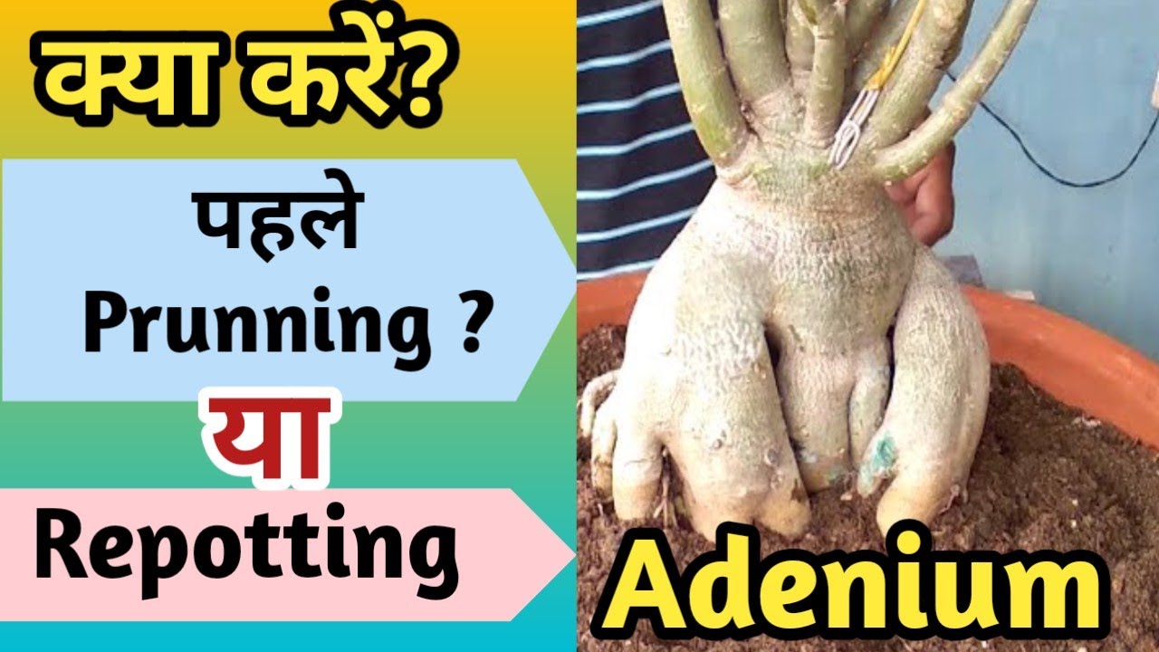 क्या करें पहले Prunning या Repotting Adenium में?//February work in Adenium 