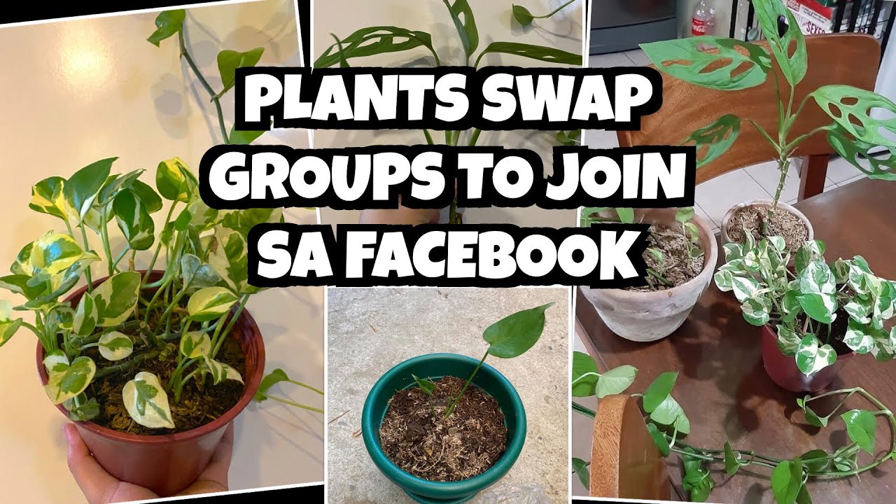 PLANT SWAP EXPERIENCE (PLANT BARTER GROUPS IN FB)