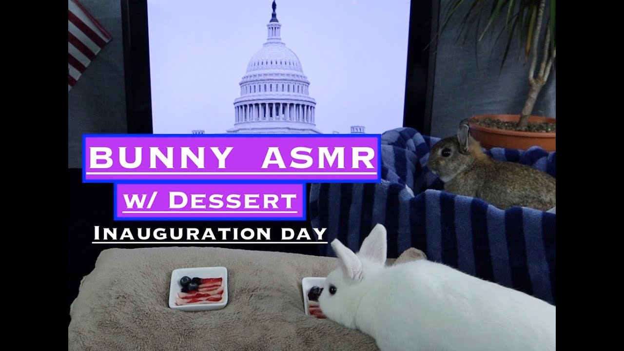 Bunny ASMR (Bunnies Eat Fruit & DIY Rabbit Toy) to Celebrate Inauguration Day!