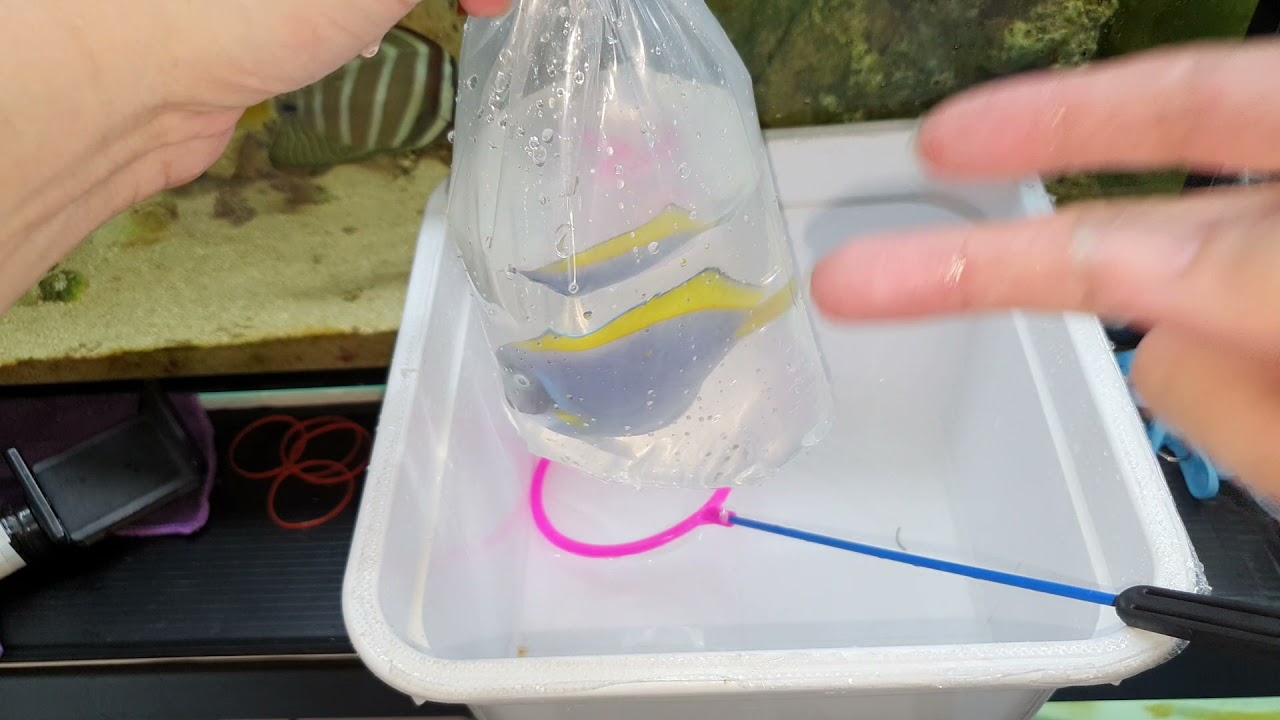 7買一隻650粉藍倒吊（白同學放魚）