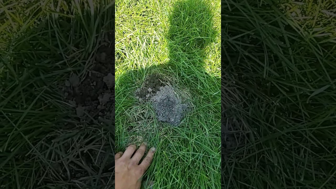what's digging up mounds of dirt in my yard! please help!?