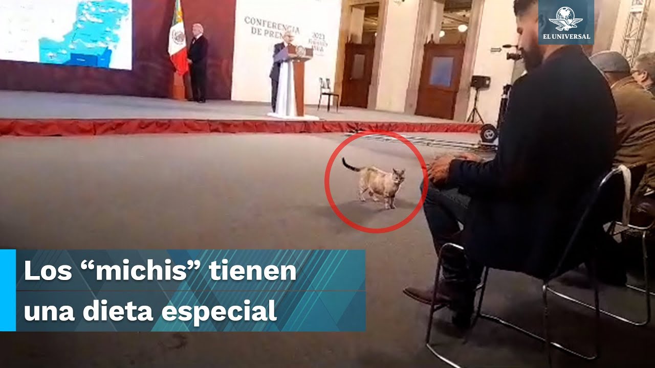 ¿Don Zeus y su pandilla?; estos gatitos se apoderaron de Palacio Nacional