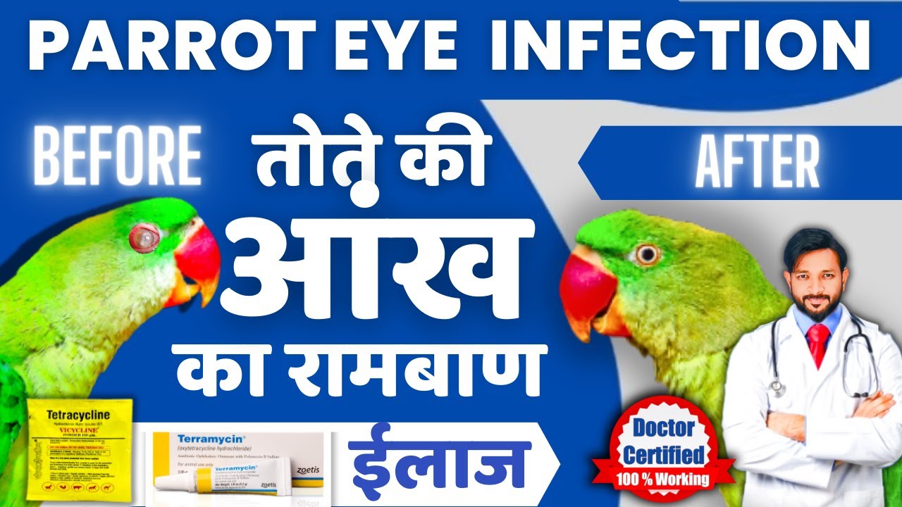 Parrot  Eye Infection Treatment | Tote ki Aankh Ka ilaaj | Medicine | Symptoms | Signs  | In Hindi