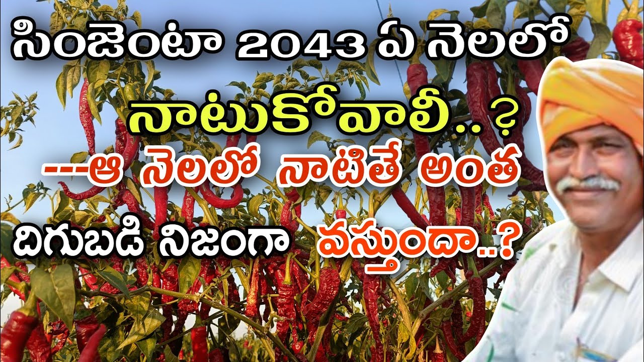 సింజెంటా 2043 ఏ నెలలో నాటువేసుకోవాలి|బ్లాక్ త్రిప్స్ తట్టుకొనే హైబ్రిడ్ విత్తనాలు ఏవి|syngenta 2043