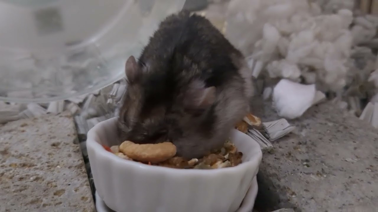 ご飯食べにきたハムちゃん！ #ハムスター #hamster 