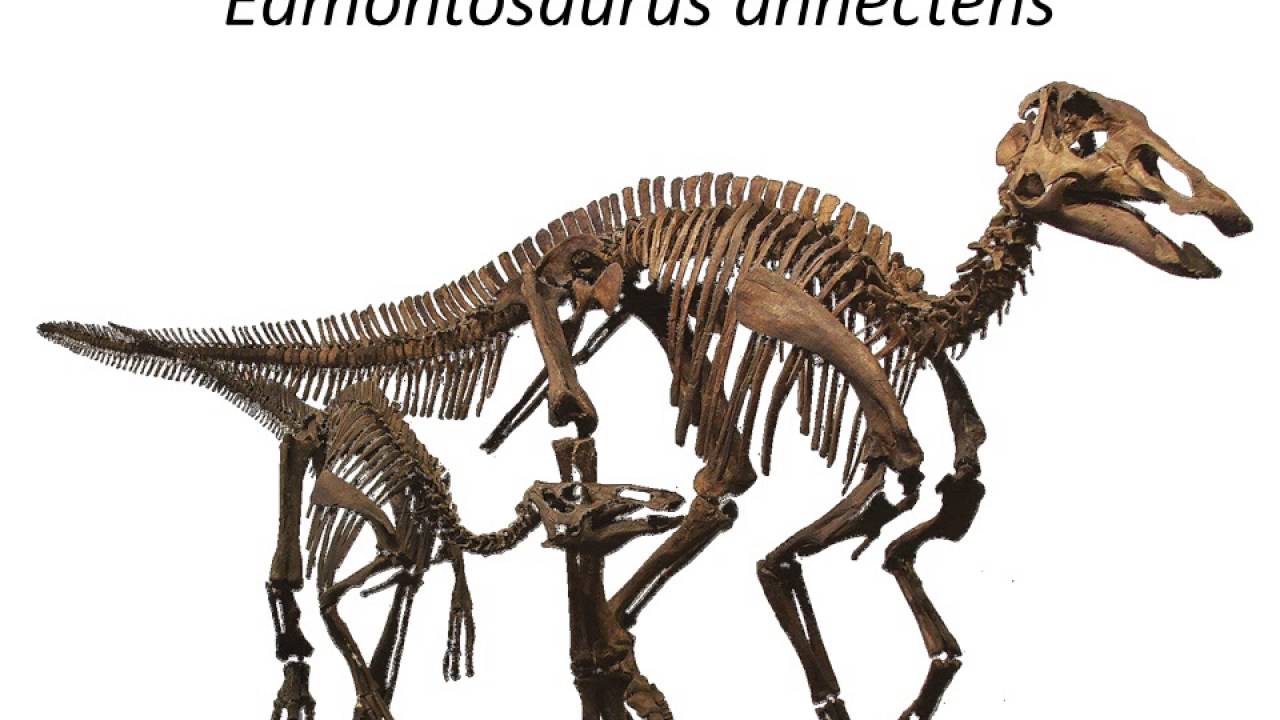 Dinosaur Ecology I