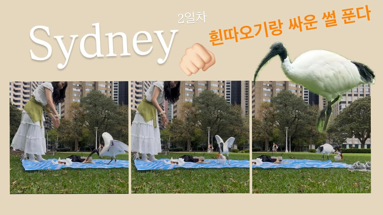 시드니 여행 2일차｜크로와상 들고 갔다가 흰따오기랑 싸움 남