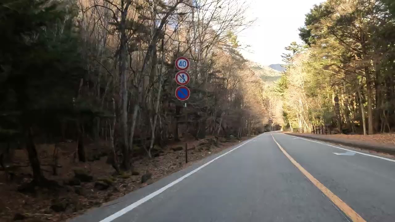 樹海をドライブ