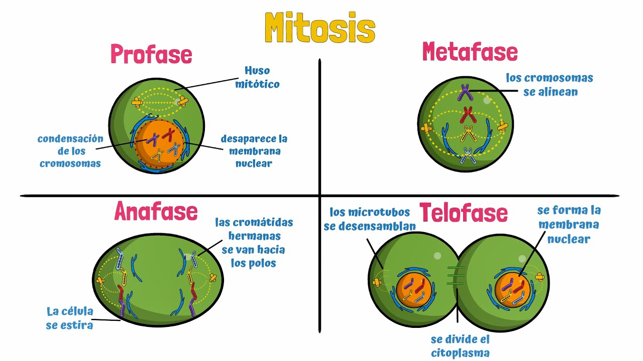 Mitosis Celular