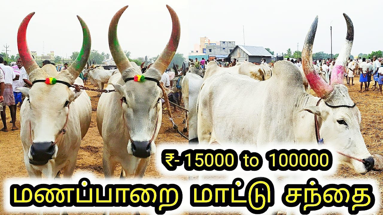 மணப்பாறை மாட்டு சந்தை | Manapparai Mattu sandhai | #xplorewithvj |