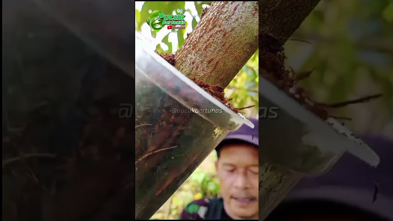 Cangkok Batang Pohon Durian 