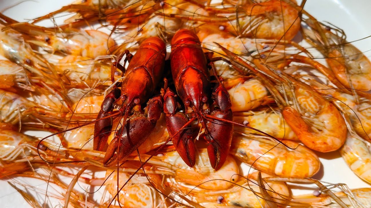 Catch And Cook Freshwater Shrimp And Yabbies