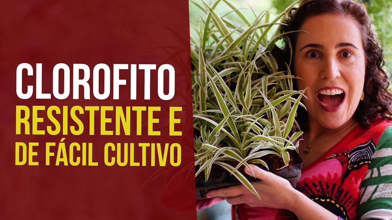 COMO CULTIVAR GRAVATINHA | Nô Figueiredo