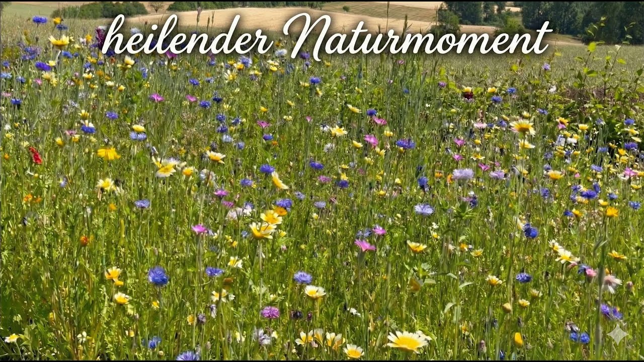 Heilende Naturklänge 🌿 Wildblumenfeld 🌼 Natur-Ambient für eine kleine Pause