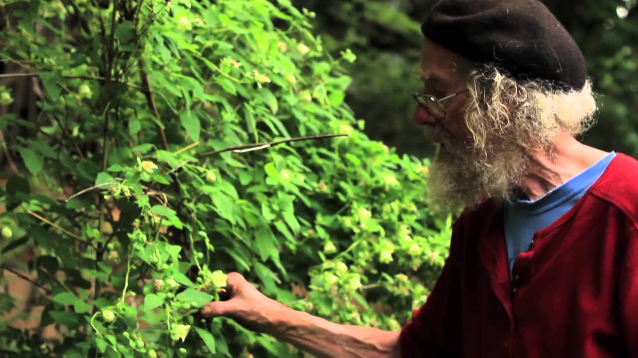 Codonopsis pilosula (dang shen)