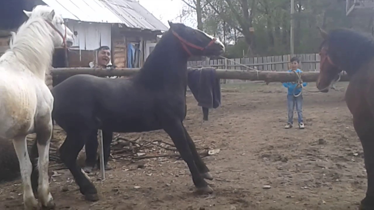 Cai lui victor din baia de vanzare