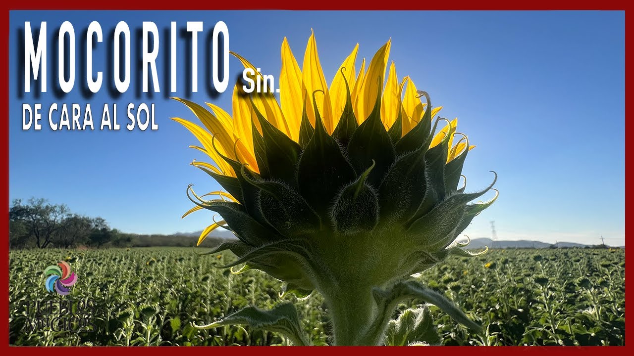 MOCORITO, SINALOA