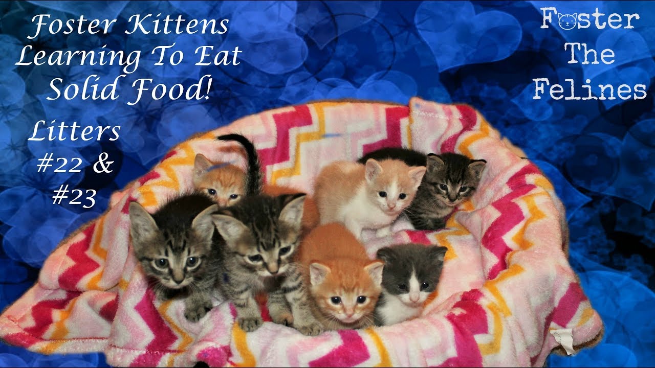 Kittens Starting Solid Food! Foster Litters #22 & #23 Royal Canin BabyCat