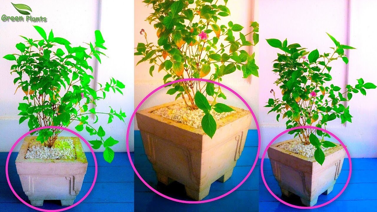 How to Make Big Cement/concrete Pot at Home Under $ 0.30 or 20 INR //GREEN PLANTS