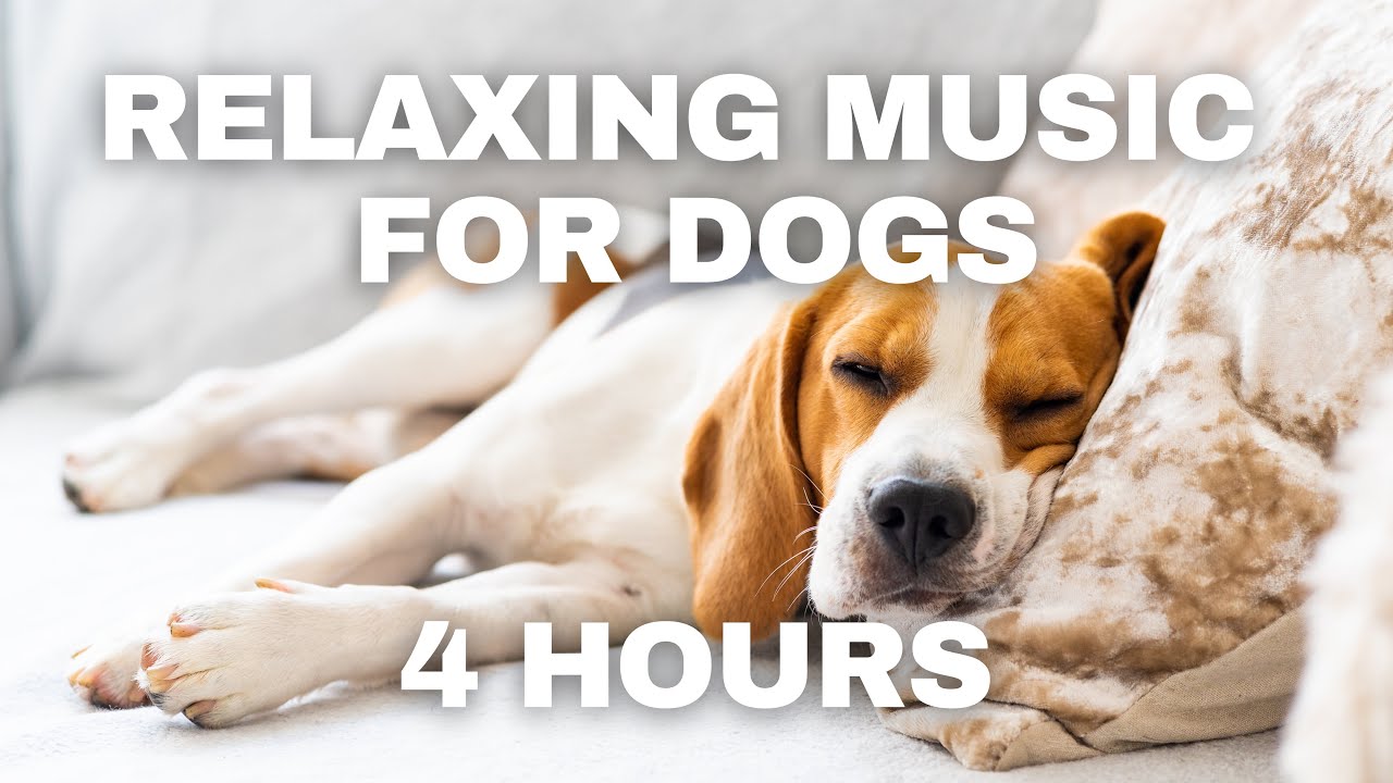 4 Hours of Relaxing Music for Dogs with Separation Anxiety