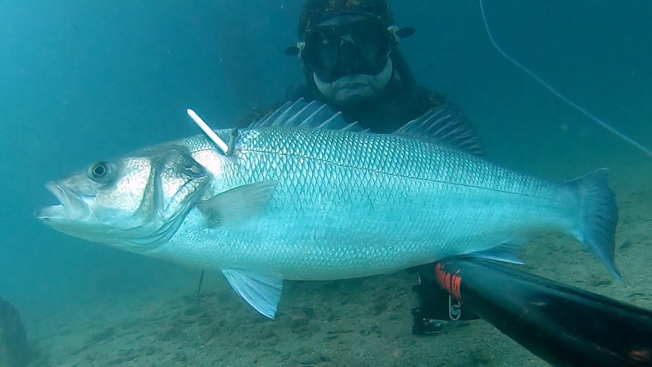 Spearfishing Croatia 2024,  El Dorado, Podvodni ribolov 2024, Brancini, Orade